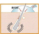 毛根への栄養補給